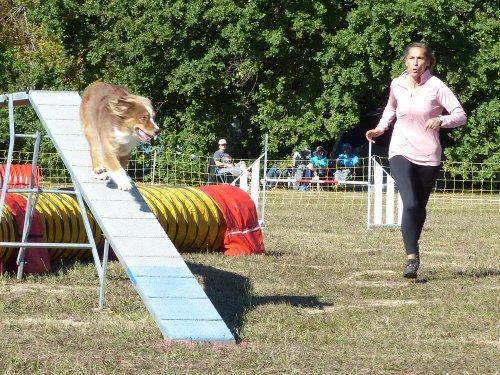 Concours d'agility, Fontaines 11 septembre 2022