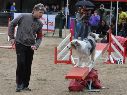 Concours d'agility, Nuits Saint Georges, 26 juillet 2015