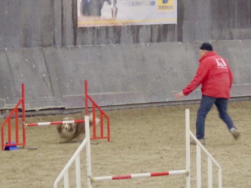 Concours d'agility, Dijon 8 décembre 2024