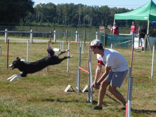 Concours d'agility, Montret, 29 juillet 2018