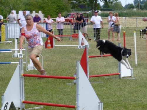 Concours d'agility, Magny sur Tille, 12 juillet 2015