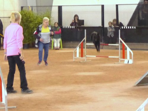 Concours d'agility en salle à la Nef au Creusot le 12 novembre 2017