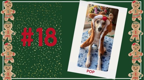 Concours photos 2024 : sur le thème de Noël