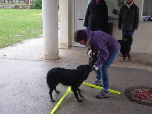 Stage de Fitness canin, 27 janvier 2019