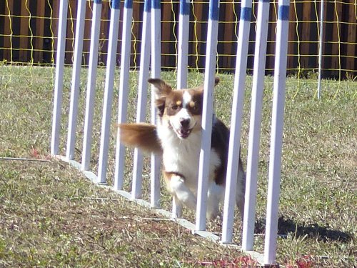 Concours d'agility, Fontaines 11 septembre 2022