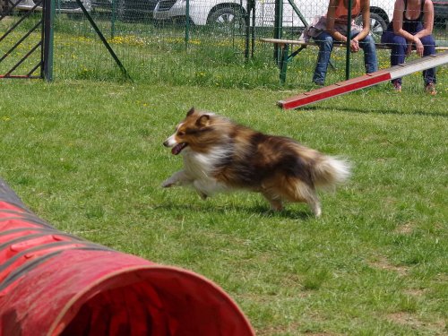 Concours d'agility, Messigny Vantoux, 12 et 13 mai 2018