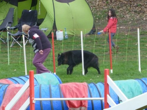 Concours d'agility, Le Creusot, 19 mars 2017