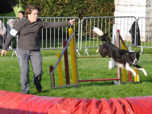 Concours d'agility, Autun, 27 septembre 2015