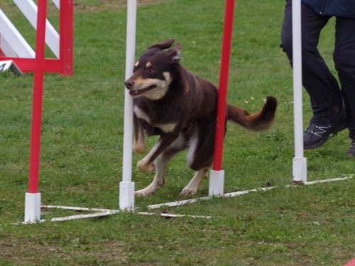 Concours d'agility, Barges, 1 avril 2018