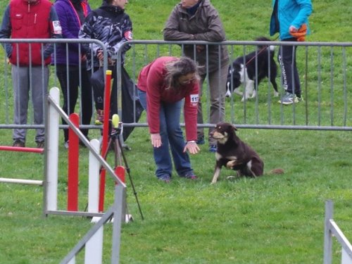 Concours d'agility, Le Creusot, 19 mars 2017