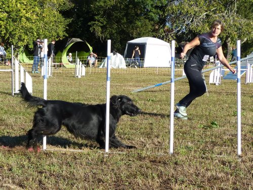 Concours d'agility, Fontaines 11 septembre 2022