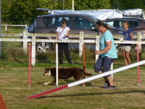 Concours d'agility, Montret, 30 juillet 2017