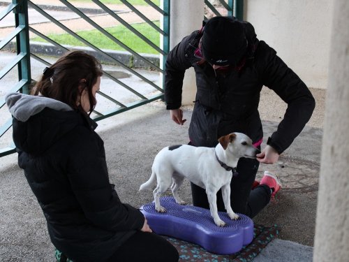 Stage de Fitness canin, 27 janvier 2019