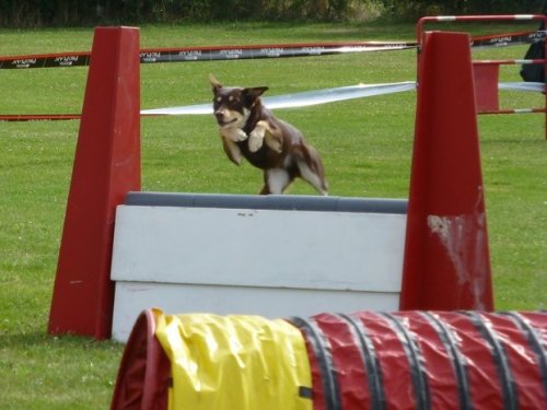 Concours d'agility, Sainte Marie la Blanche, 23 juillet 2017