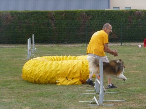 Concours d'agility, Montbard, 25 juin 2017