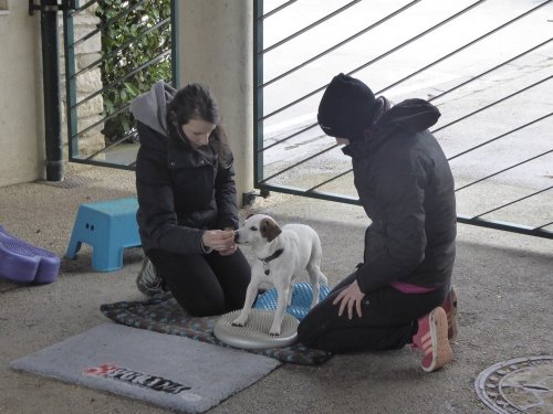 Stage de Fitness canin, 27 janvier 2019