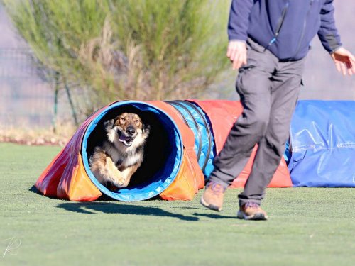 Pré-Agility au Creusot ,9 février 2025