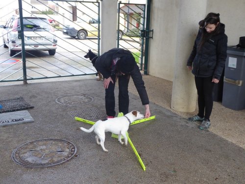 Stage de Fitness canin, 27 janvier 2019