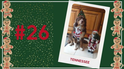 Concours photos 2024 : sur le thème de Noël