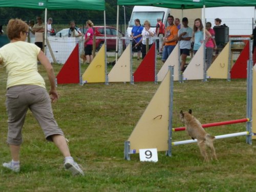 Concours d'agility, Montret, 30 juillet 2017