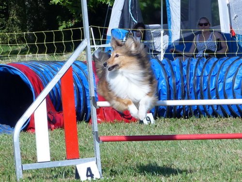 Concours d'agility de Fontaines, le 28 mai 2017