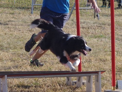 Concours d'agility de Fontaines, le 15 septembre 2019