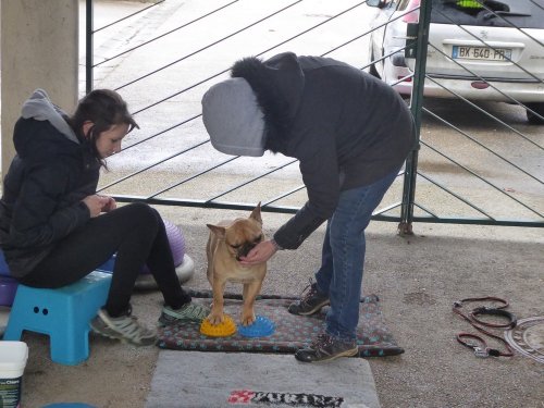 Stage de Fitness canin, 27 janvier 2019