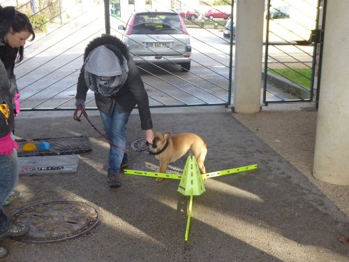 Stage de Fitness canin, 27 janvier 2019