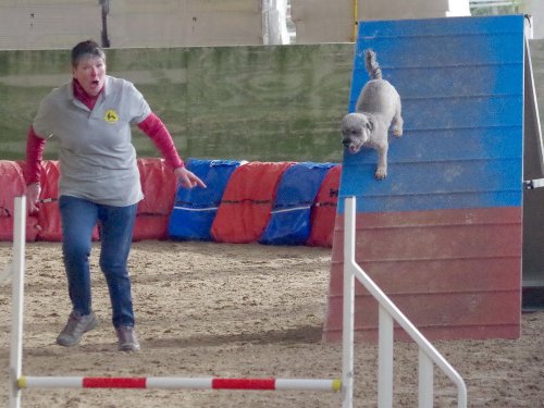 Concours d'agility, Dijon 10 décembre 2023