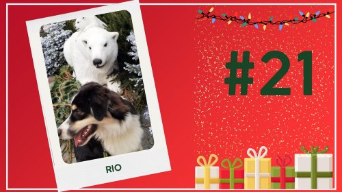 Concours photos 2024 : sur le thème de Noël