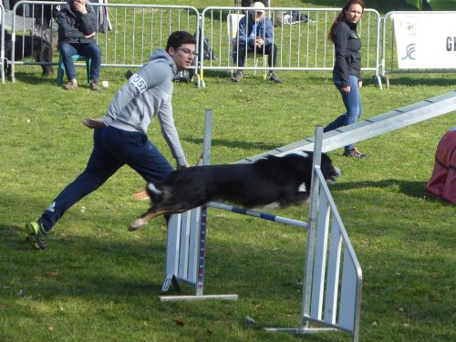 Concours d'agility, Le Creusot, 24 mars 2019