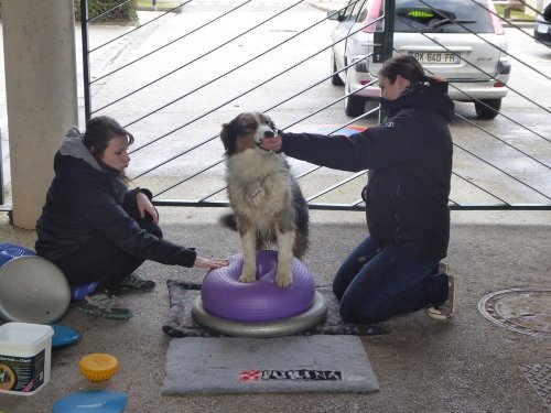 Stage de Fitness canin, 27 janvier 2019