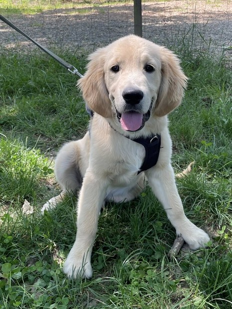 Appy golden