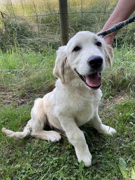 Ares golden