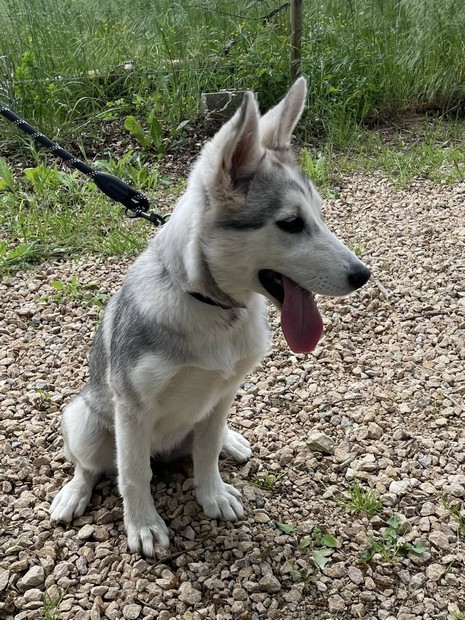Billy Husky