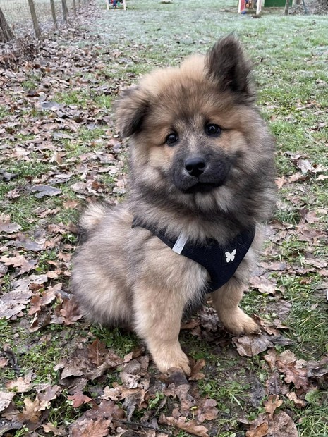 Calum eurasien
