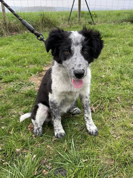 Comète border collie