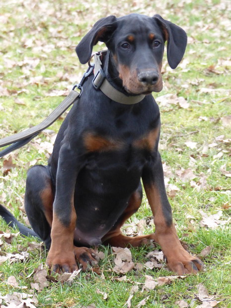 HORUS doberman chiot