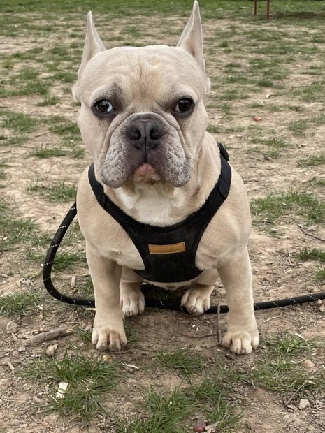 Milo Bouldogue
