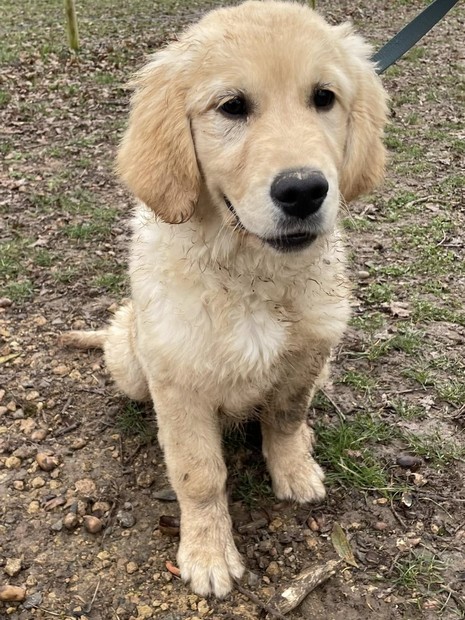 Mirabelle Golden