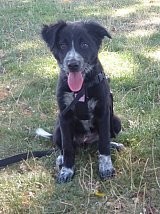 Olga Border Collie