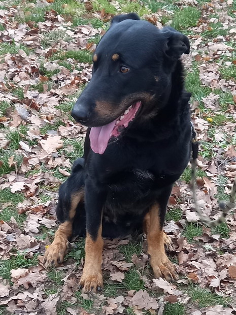 POPEYE Beauceron 3