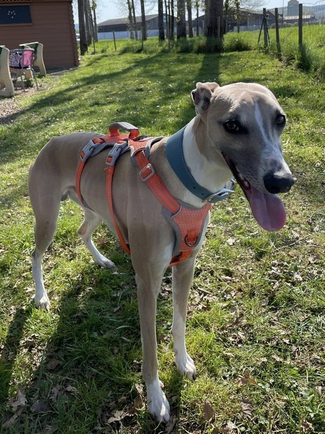 Pop Whippet