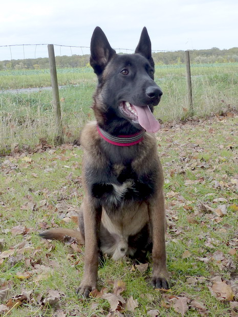 RIO MALINOIS