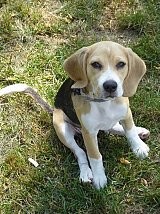 Beagle rubis