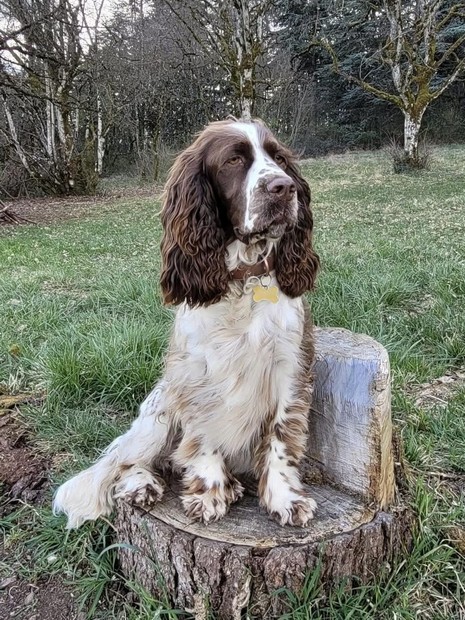 Summer Springer