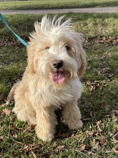 Sunny terrier du Tibet