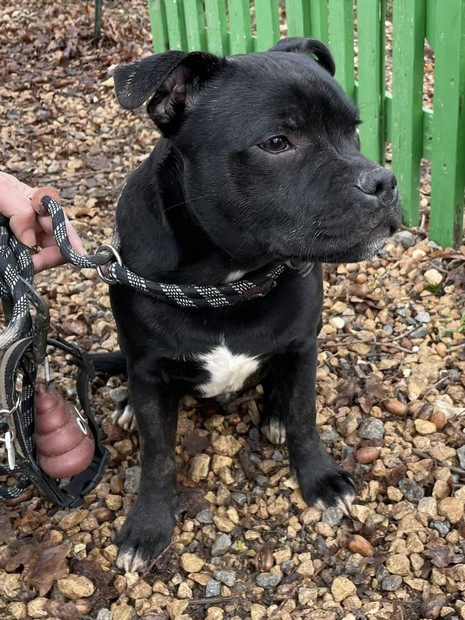 Thorr Staffy