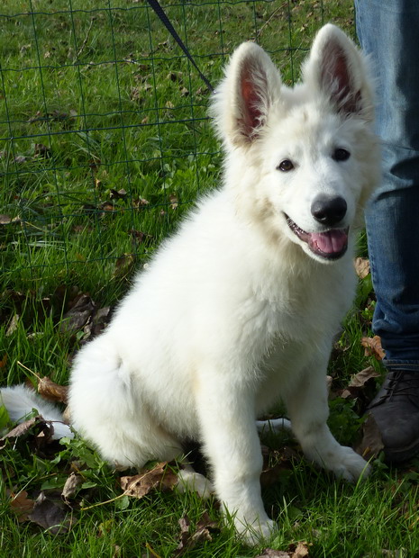 UGO berger blanc suisse