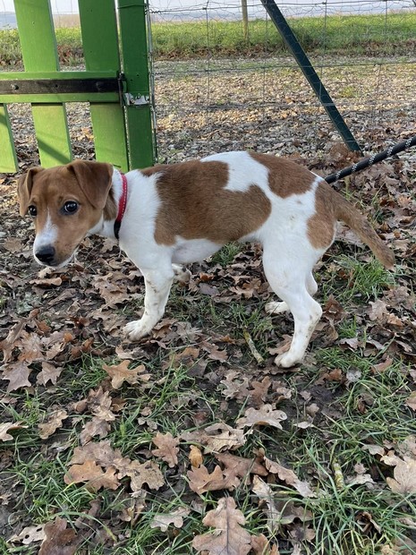 Valka Jack Russell